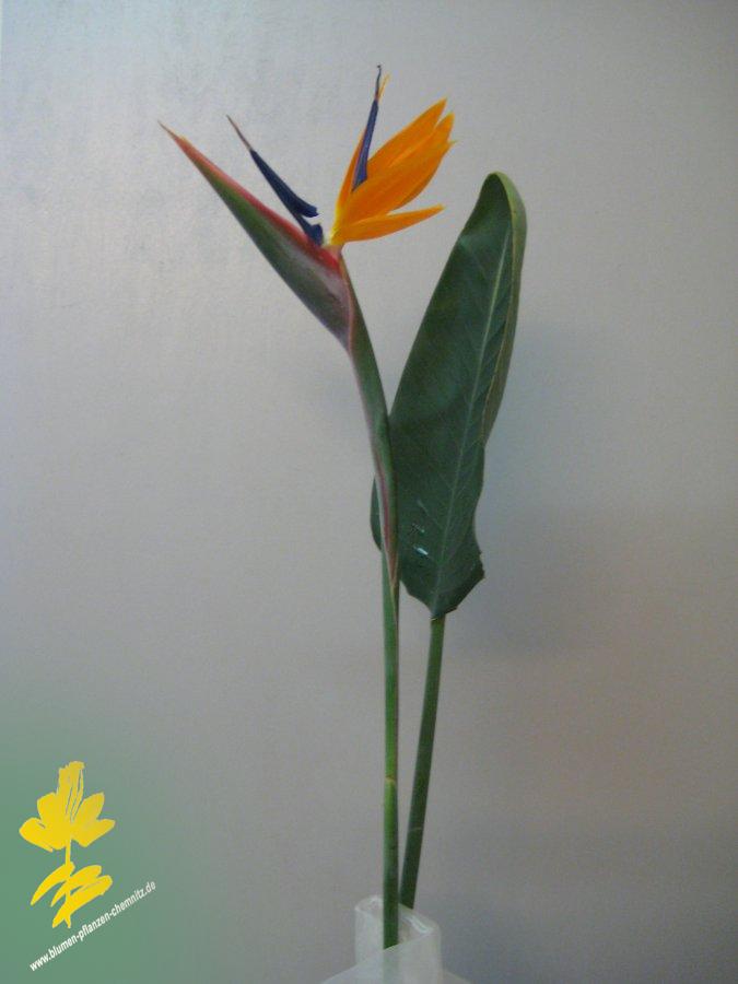 Paradiesvogelblume - Strelizia reginae